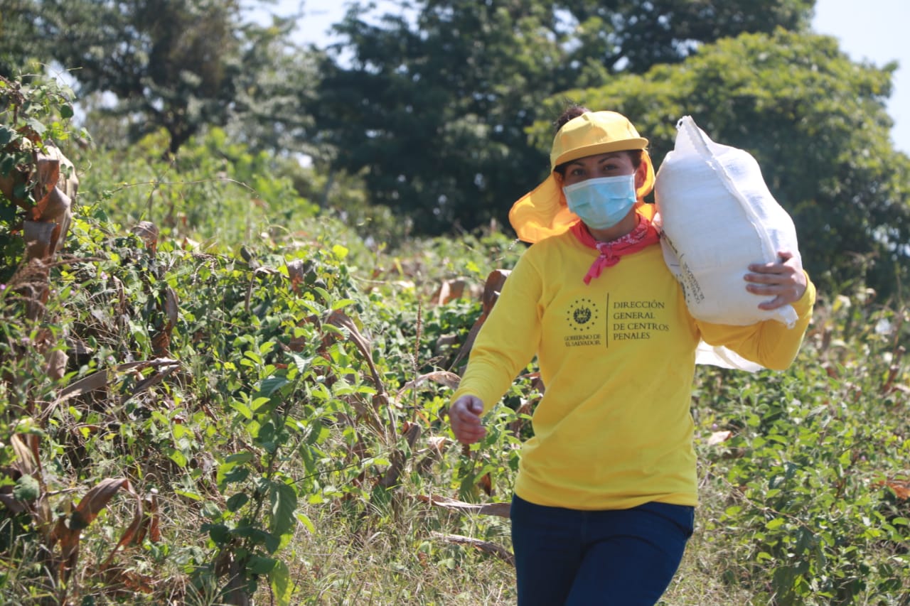 Privadas de libertad colaboran distribuyendo paquetes alimentarios en 4 departamentos del país privadas-de-libertad-colaboran-distribuyendo-paquetes-alimentarios-en-4-departamentos-del-pais